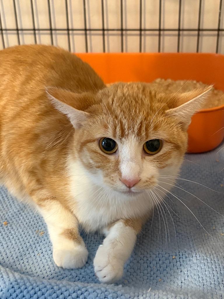 Enlarge Sandy, a Adoptable mixed breed in Parsons, WV image 4/4