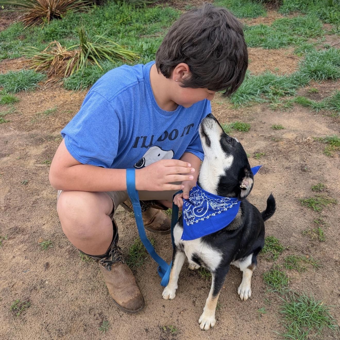 Enlarge Wallie, an adopted mixed breed in McKinney, TX image 5/5