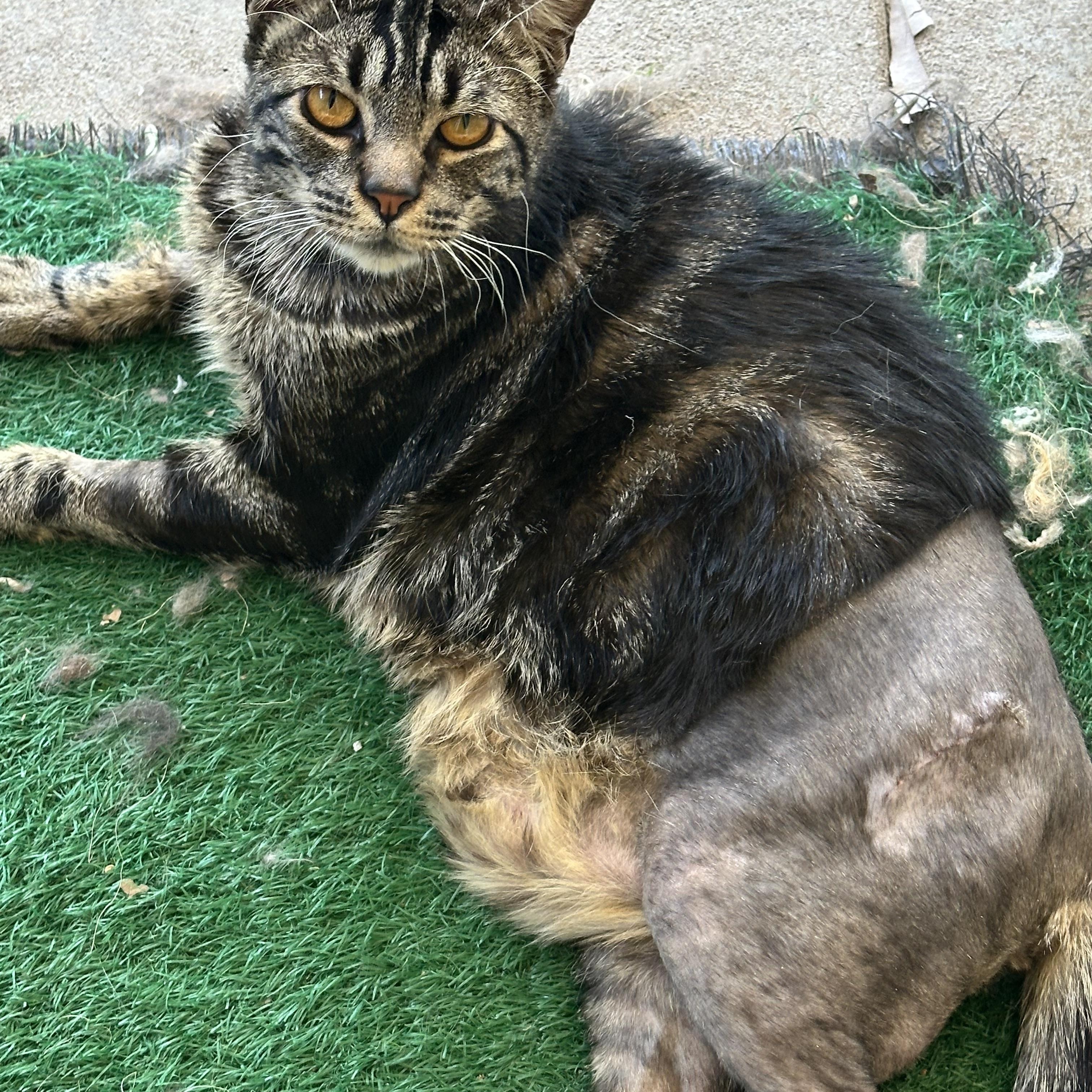 Eddie & Wilbur (bonded pair), a ADOPTABLE Tabby in Sacramento, CA image 5/6