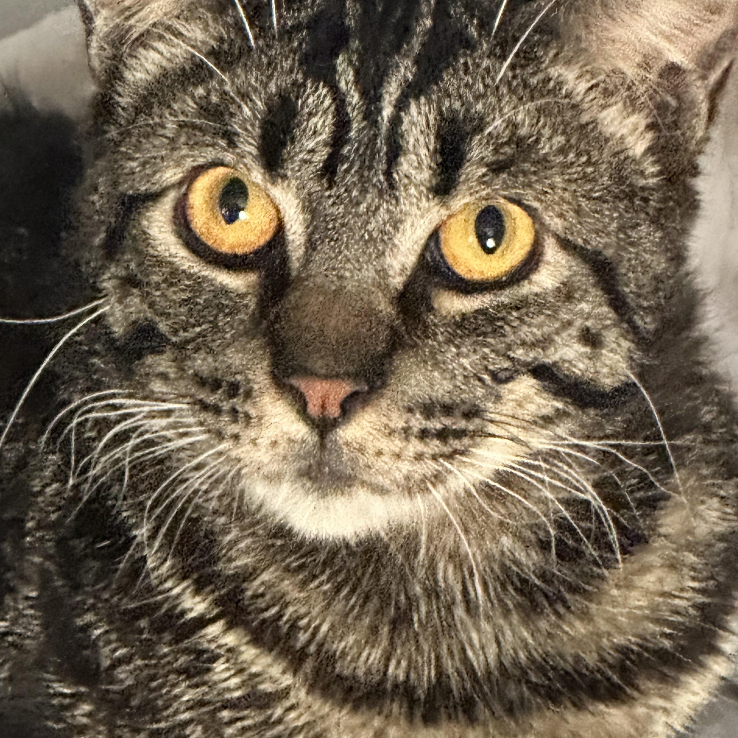 Eddie & Wilbur (bonded pair), a ADOPTABLE Tabby in Sacramento, CA image 2/6