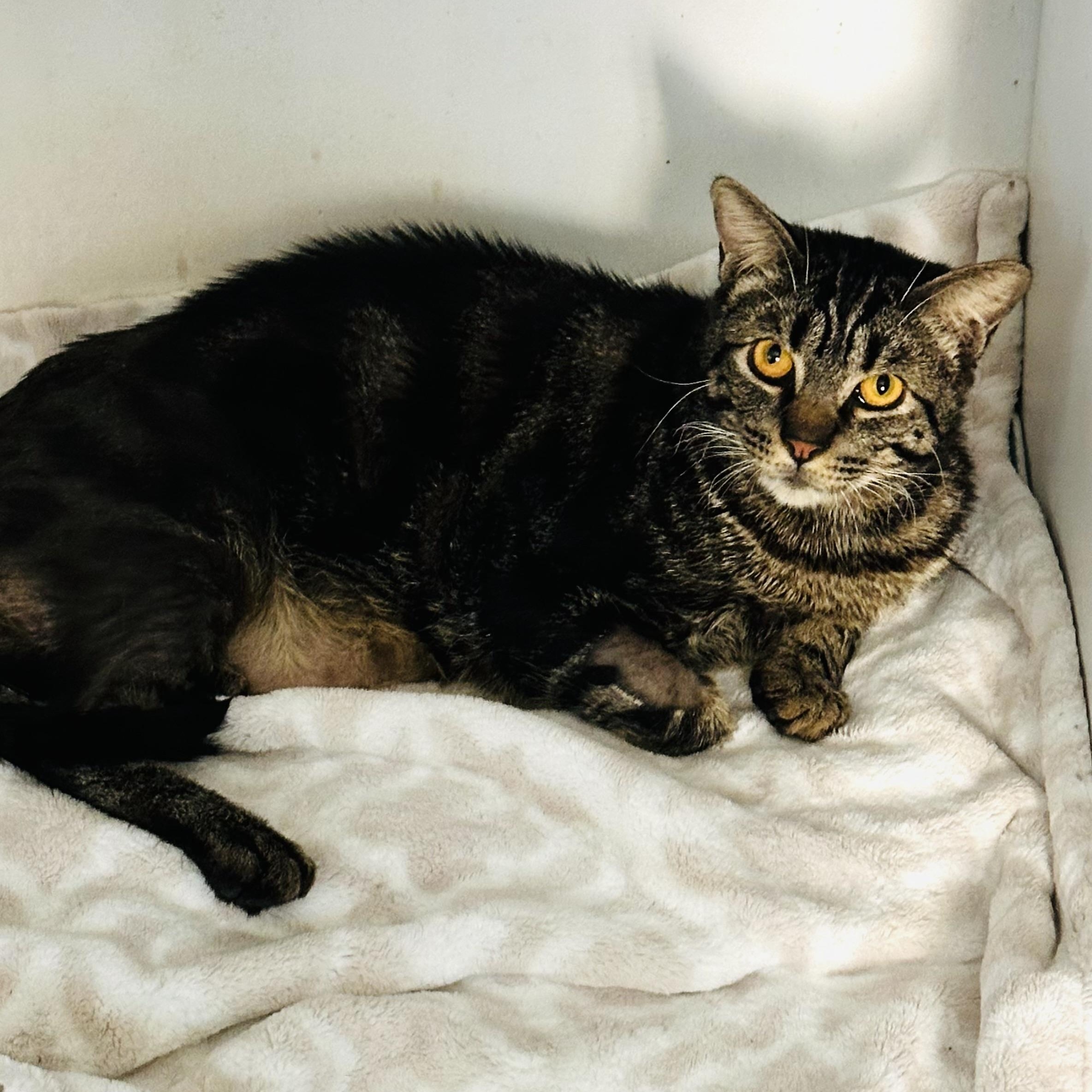 Eddie & Wilbur (bonded pair), ADOPTABLE, Young Male Tabby.