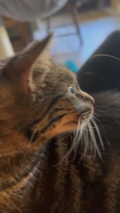 Enlarge Eddie & Wilbur (bonded pair), a ADOPTABLE Tabby in Sacramento, CA video 6/6