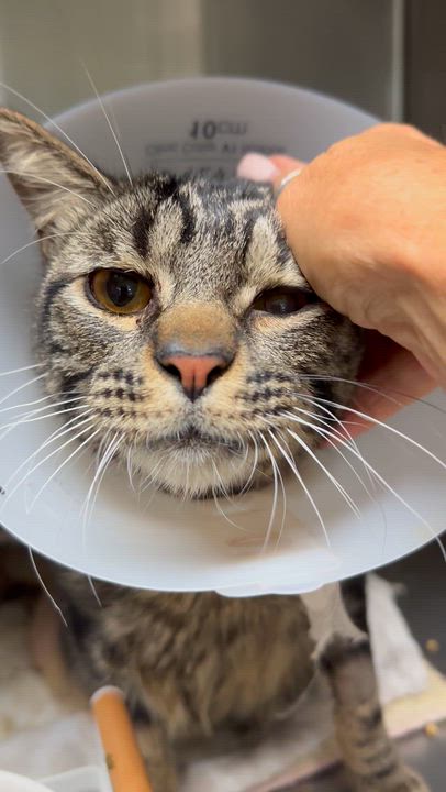 Enlarge Eddie & Wilbur (bonded pair), a ADOPTABLE Tabby in Sacramento, CA video 4/6