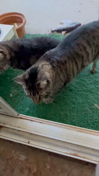 Enlarge Eddie & Wilbur (bonded pair), a ADOPTABLE Tabby in Sacramento, CA video 3/6