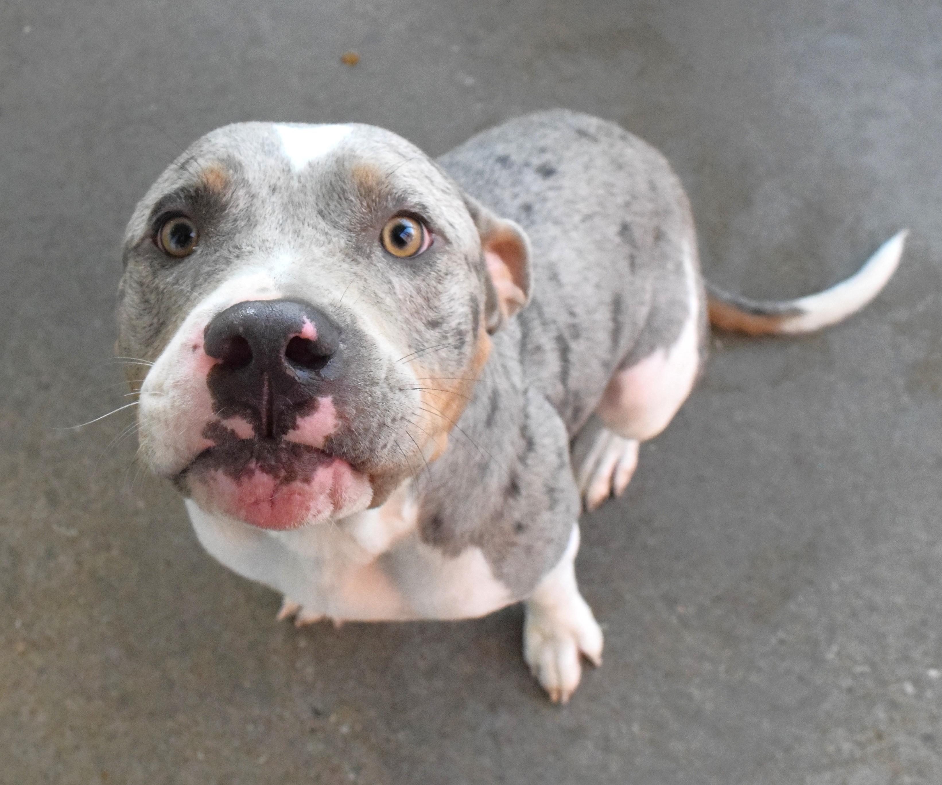 22491, ADOPTABLE, Young Male Pit Bull Terrier.