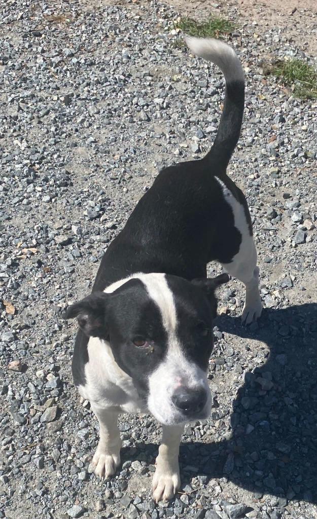 Milkshake, Adoptable, Young Female Pit Bull Terrier & Mixed Breed.