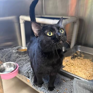 Enlarge Walnut, a ADOPTABLE American Shorthair in Danbury, CT image 2/2