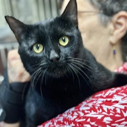 Enlarge Walnut, a ADOPTABLE American Shorthair in Danbury, CT image 1/2