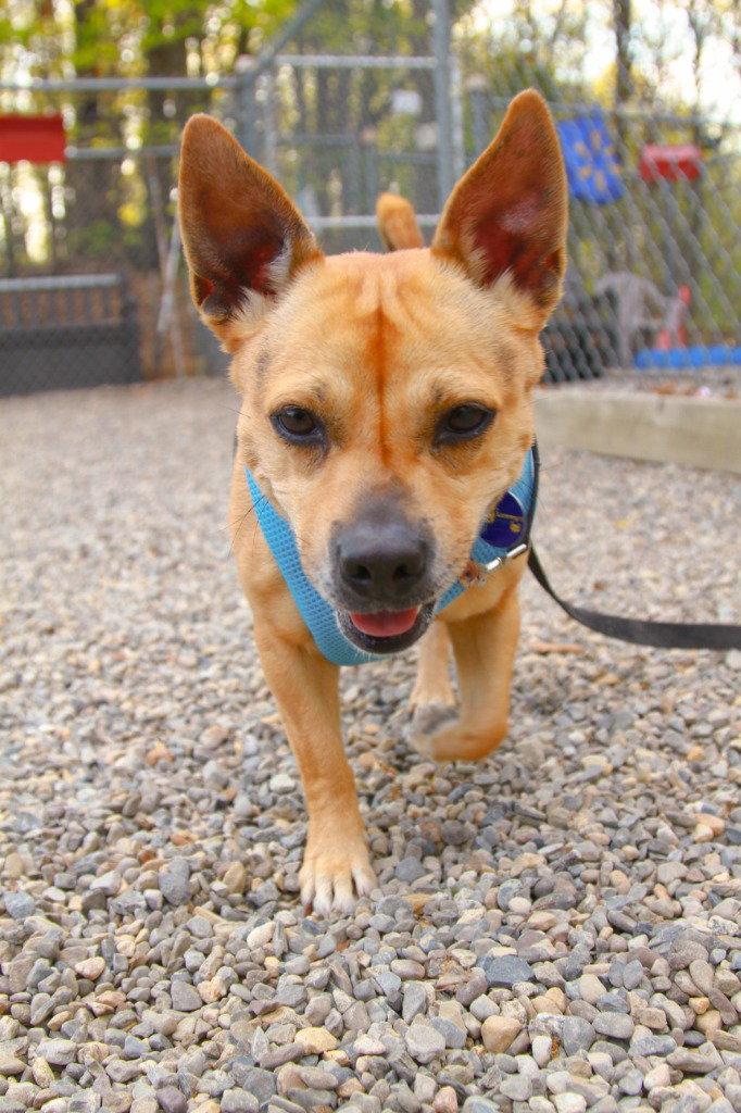 Lucy, Adoptable, Adult Female Corgi & German Shepherd Dog.