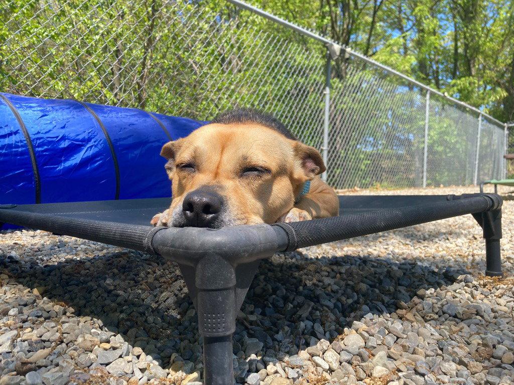 Enlarge Lucy, a Adoptable mixed breed in Sayreville, NJ image 2/3