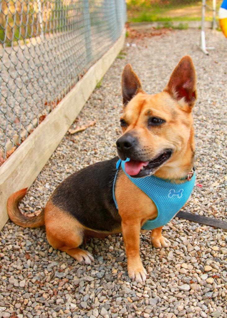Enlarge Lucy, a Adoptable mixed breed in Sayreville, NJ image 2/3
