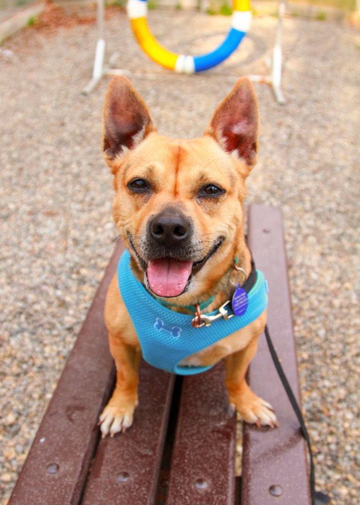 Enlarge Lucy, a Adoptable mixed breed in Sayreville, NJ image 3/3