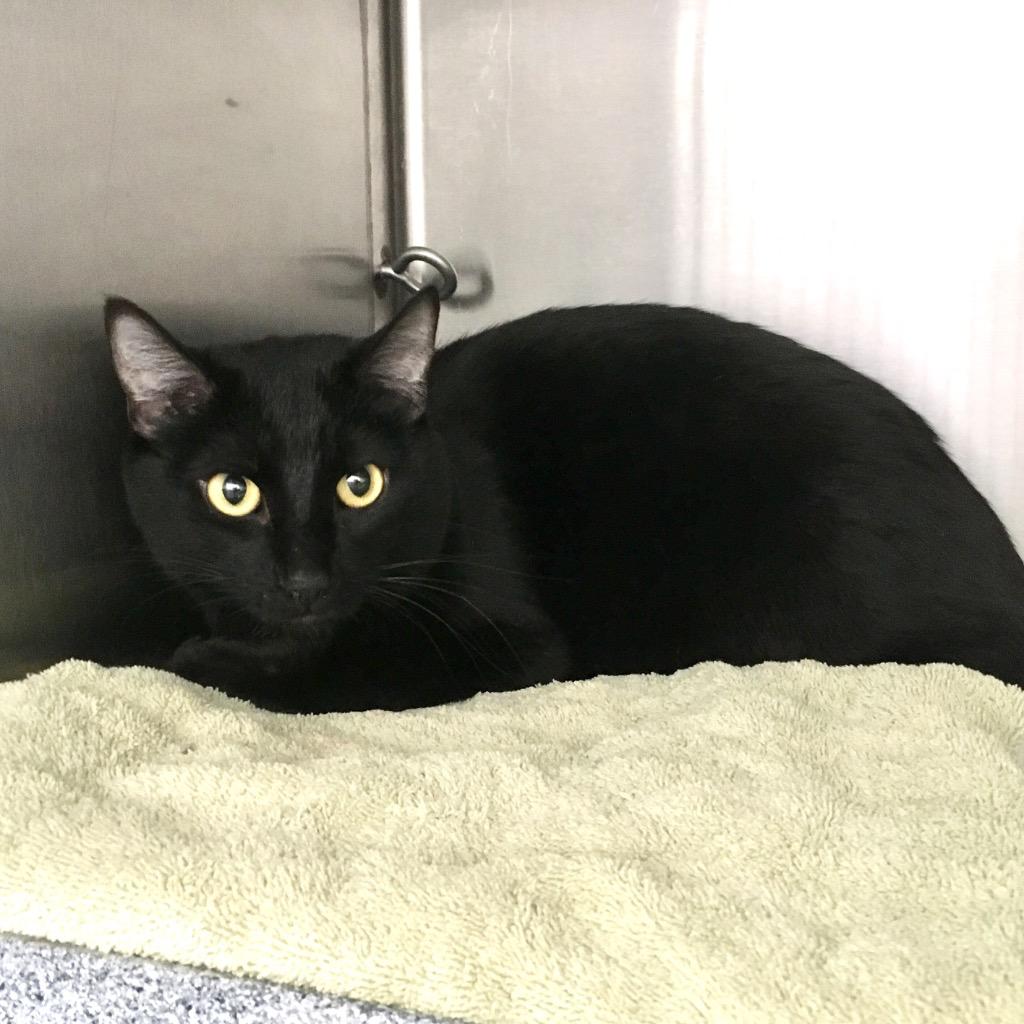 Enlarge Drac, a Adoptable mixed breed in Heber City, UT image 1/3