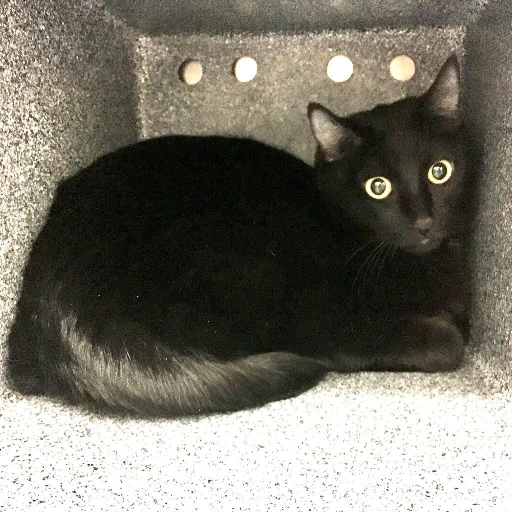 Enlarge Drac, a Adoptable mixed breed in Heber City, UT image 2/3