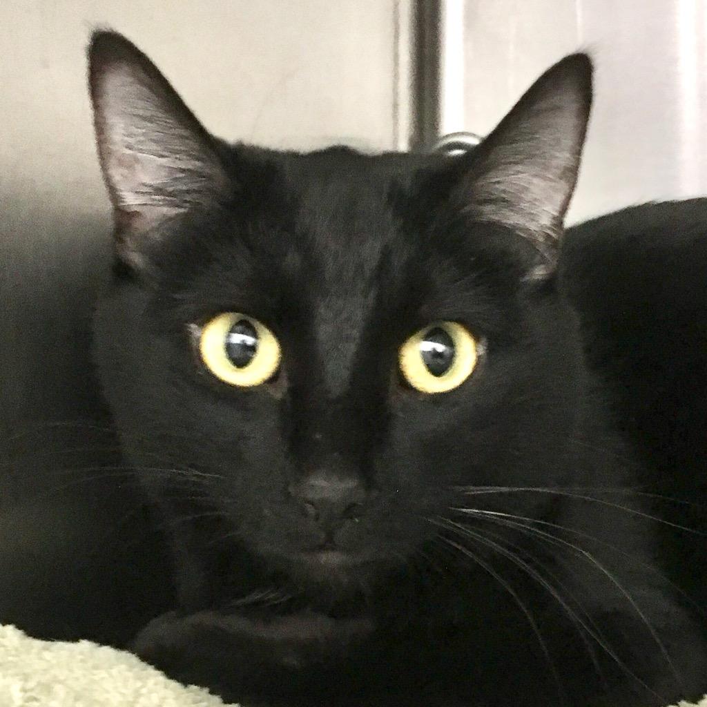 Enlarge Drac, a Adoptable mixed breed in Heber City, UT image 3/3