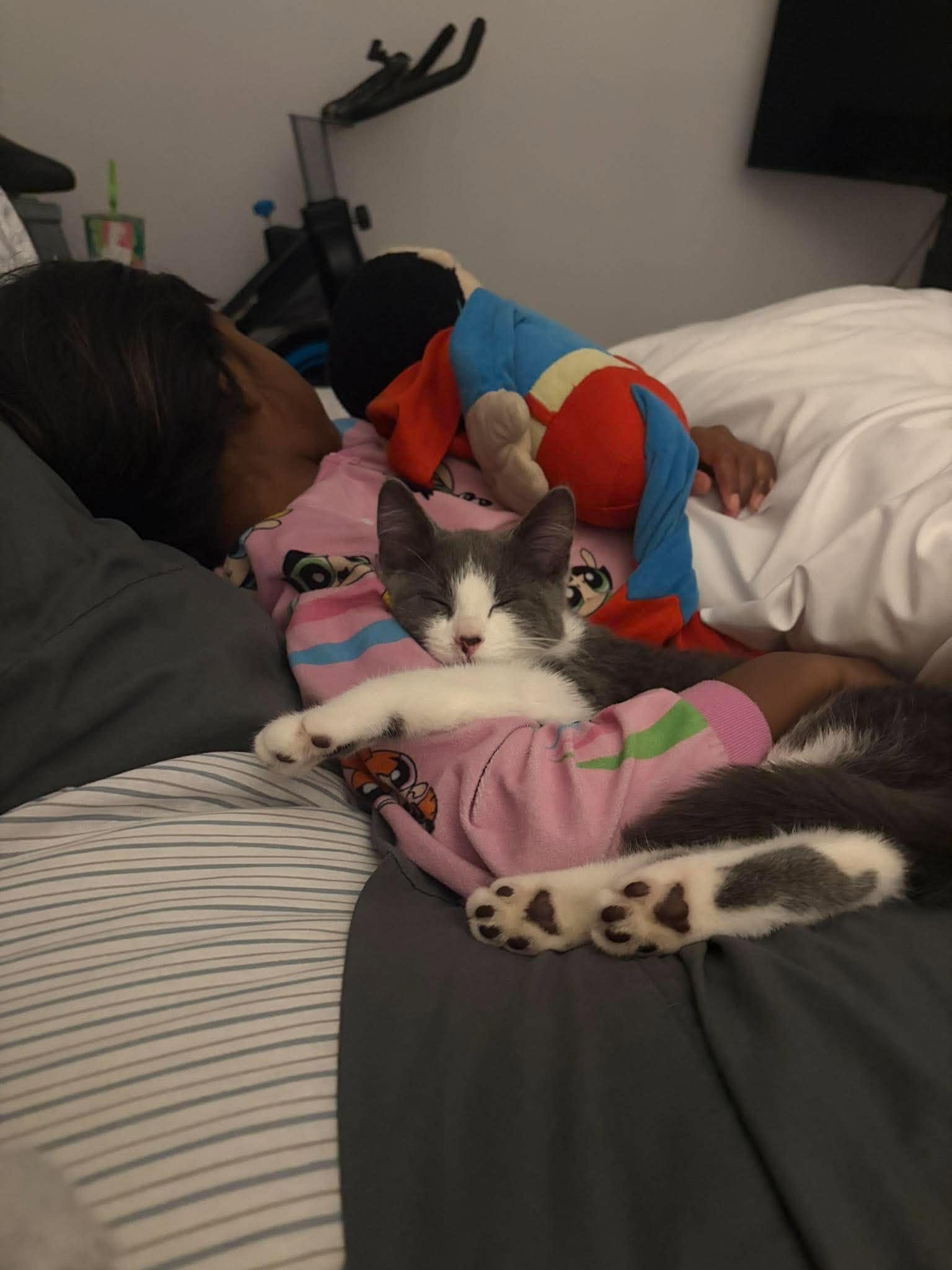 Enlarge Silver, a Adoptable Domestic Medium Hair in Edmonton, AB image 4/5