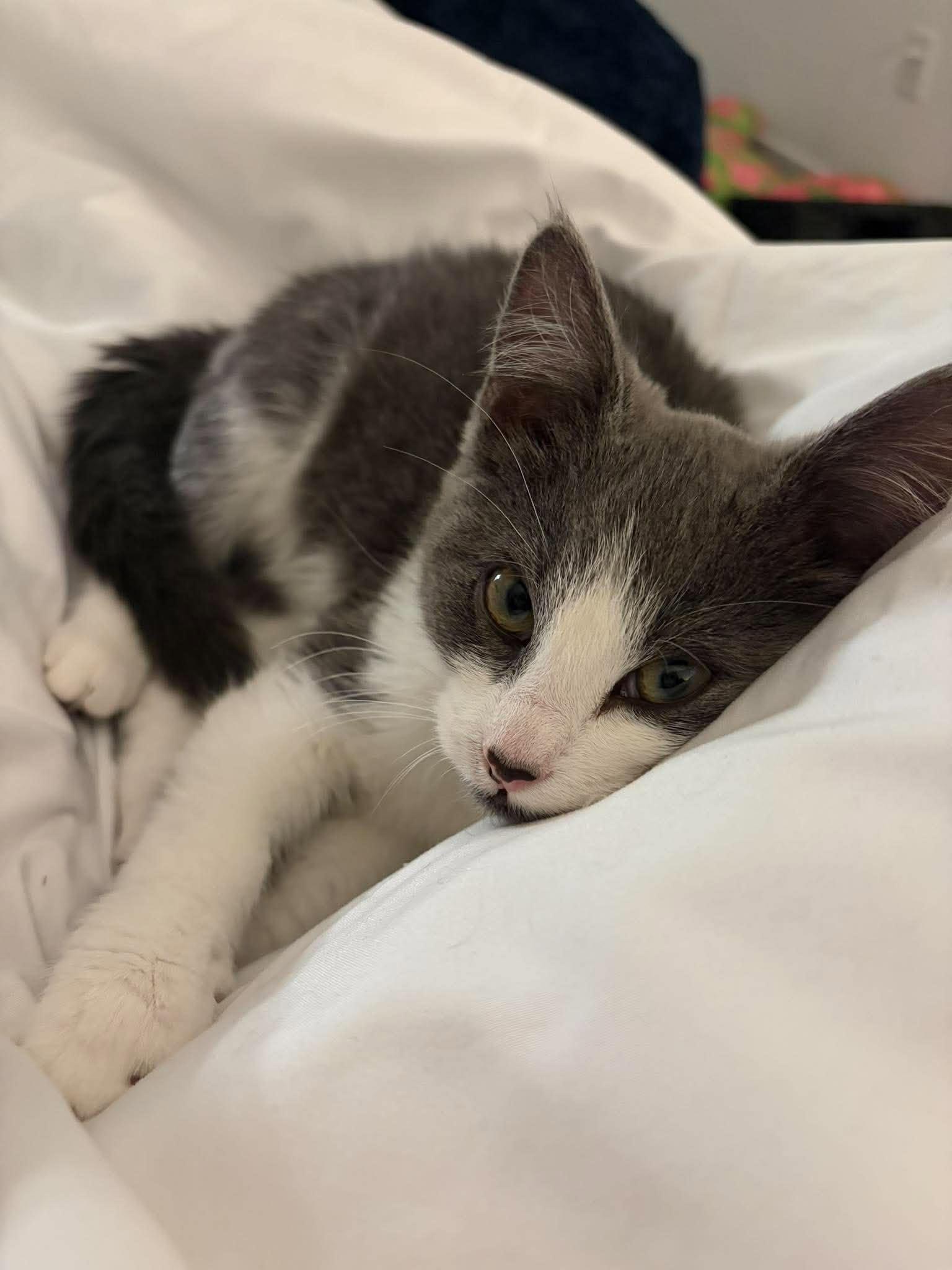 Enlarge Silver, a Adoptable Domestic Medium Hair in Edmonton, AB image 3/5