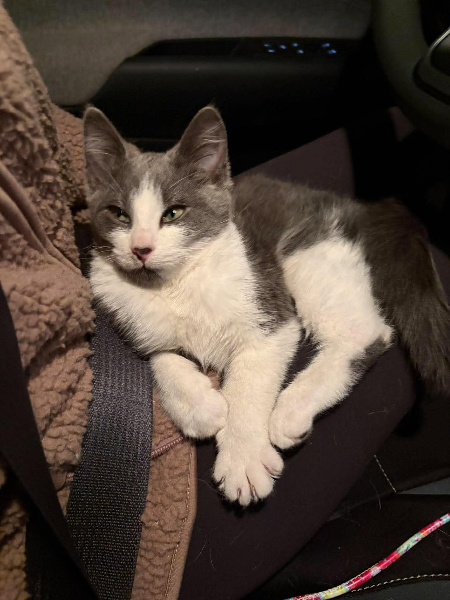 Silver, Adoptable, Kitten Female Domestic Medium Hair.