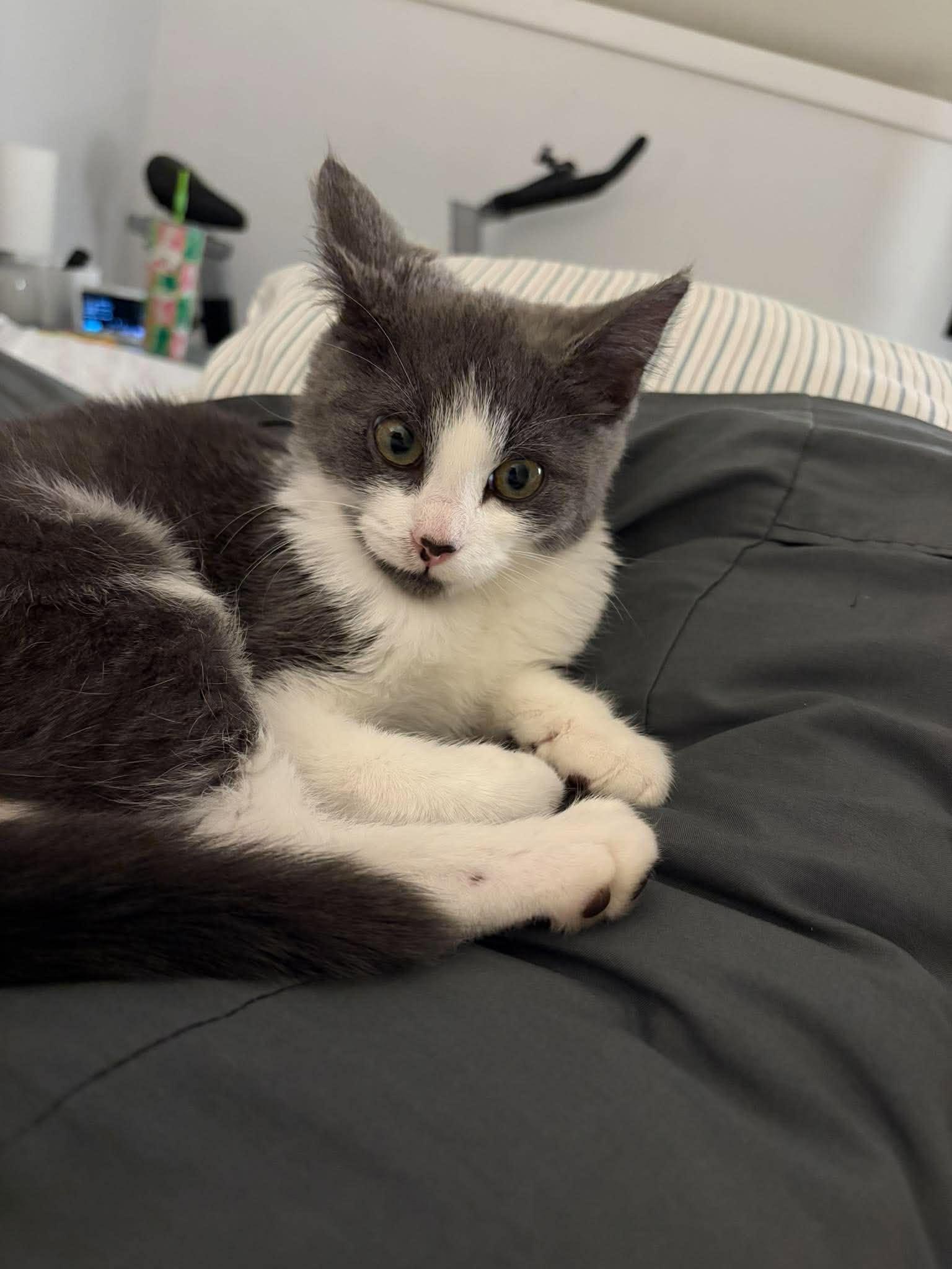 Enlarge Silver, a Adoptable Domestic Medium Hair in Edmonton, AB image 2/5