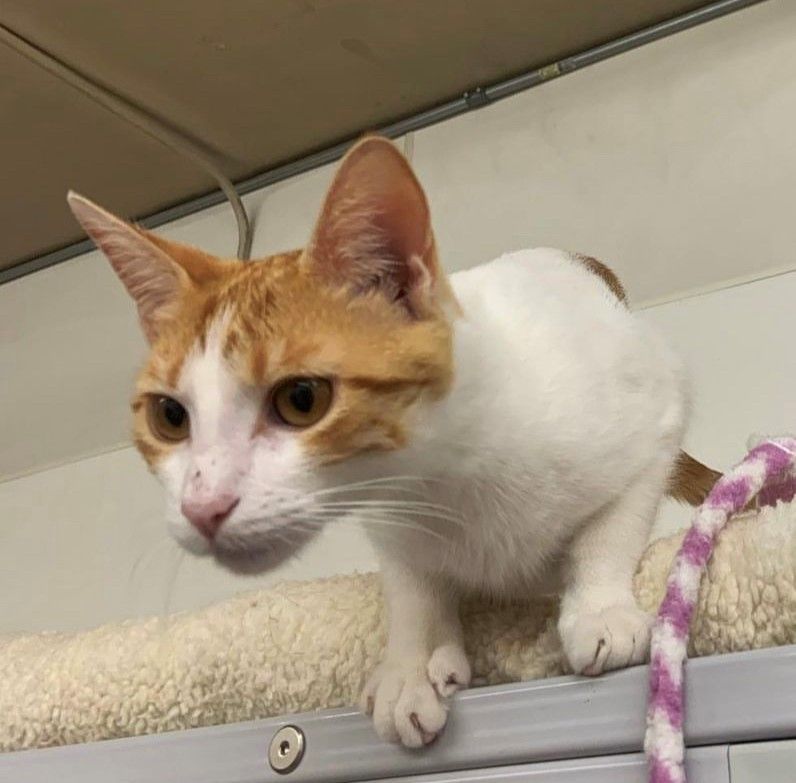 Arabella, a Adoptable Domestic Short Hair in Kenosha, WI image 2/12