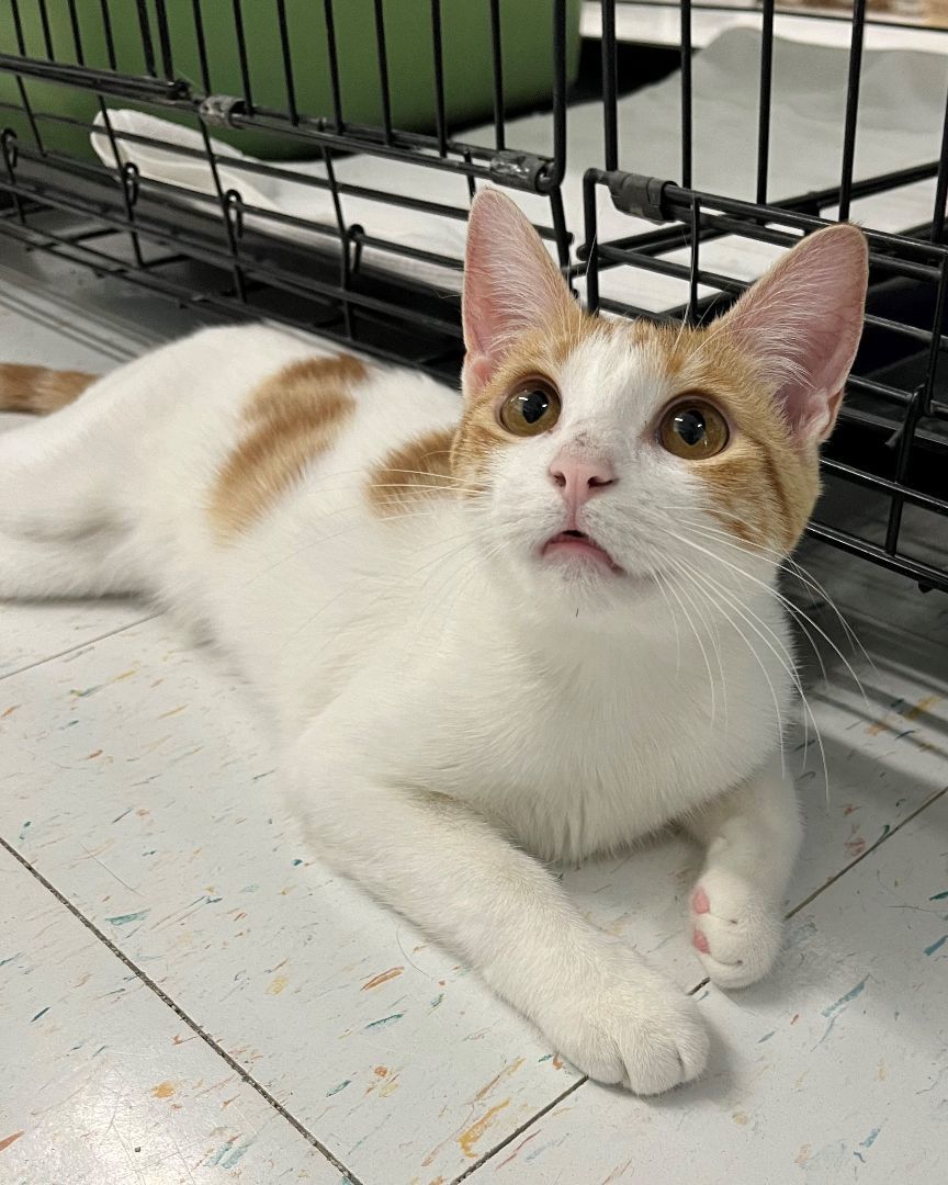 Arabella, a Adoptable Domestic Short Hair in Kenosha, WI image 3/12