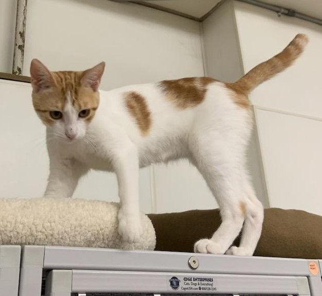 Arabella, a Adoptable Domestic Short Hair in Kenosha, WI image 4/12