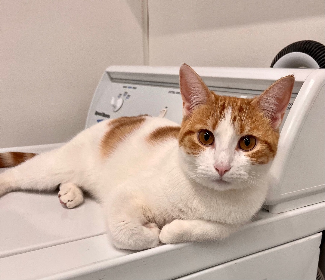 Arabella, a Adoptable Domestic Short Hair in Kenosha, WI image 5/12