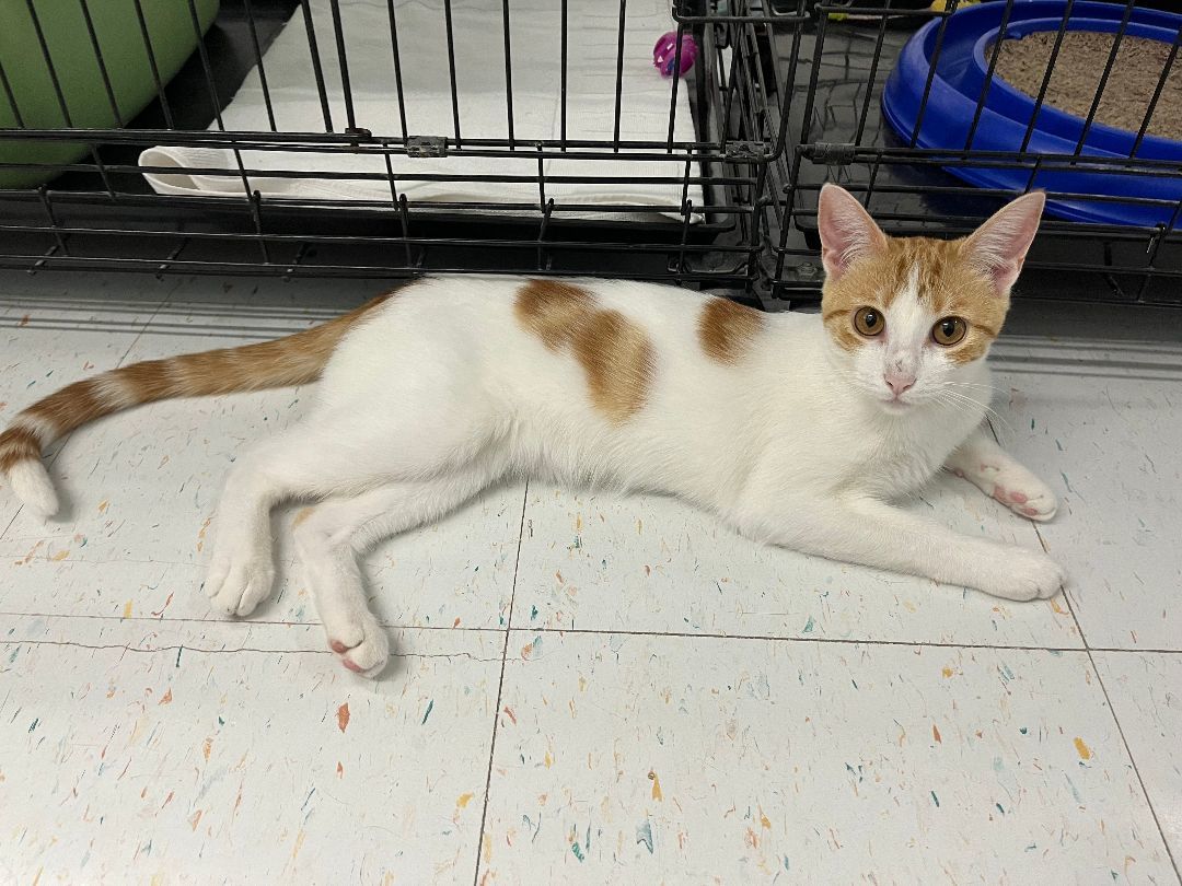 Arabella, a Adoptable Domestic Short Hair in Kenosha, WI image 6/12