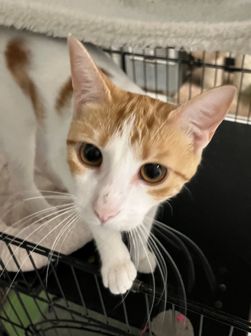 Enlarge Arabella, a Adoptable Domestic Short Hair in Kenosha, WI image 7/12