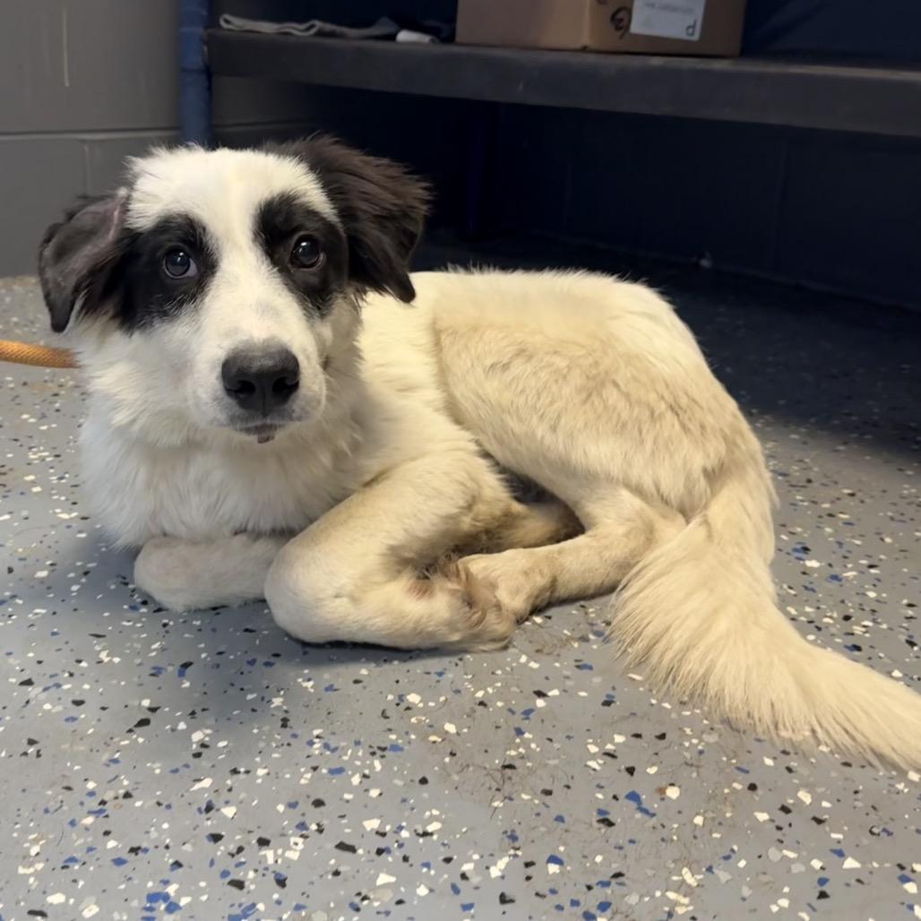 Enlarge Mort, a Adoptable Collie in Tuscaloosa, AL image 1/3