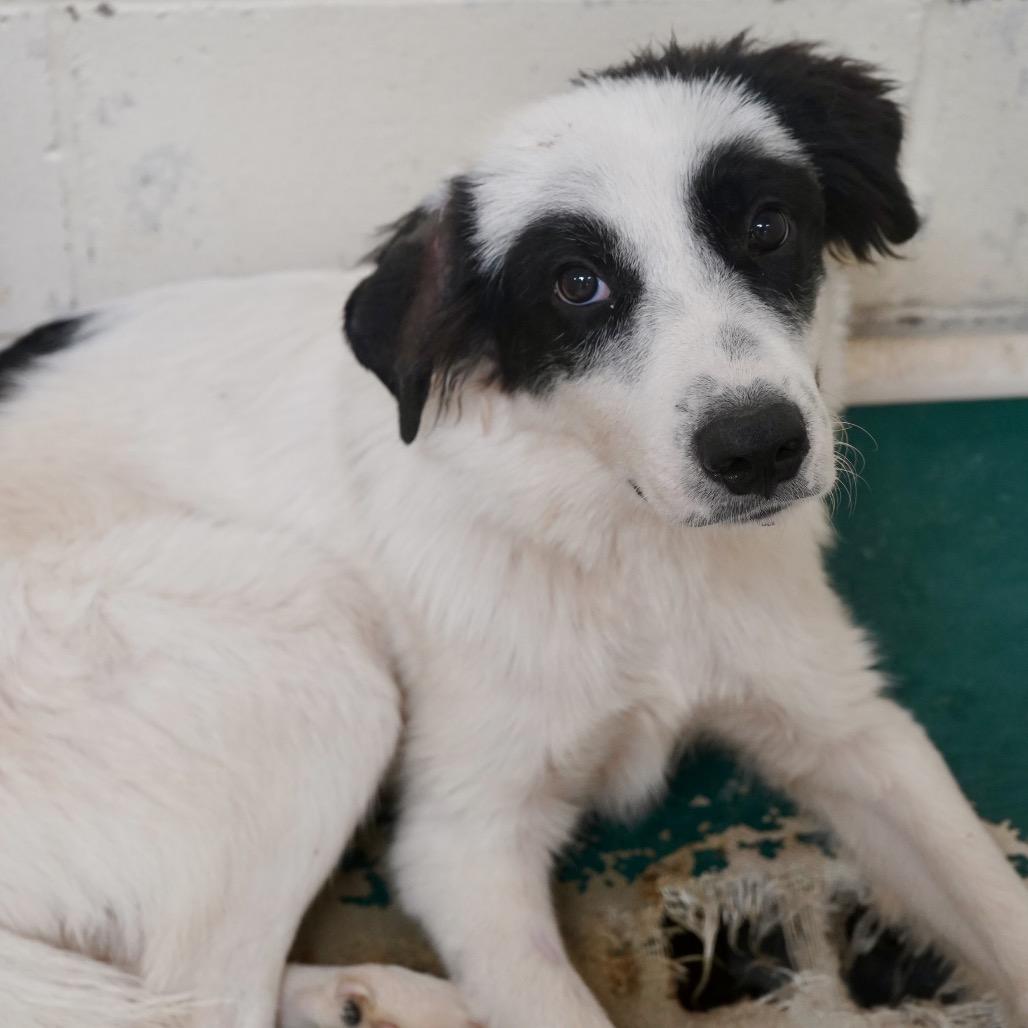 Enlarge Mort, a Adoptable Collie in Tuscaloosa, AL image 2/3