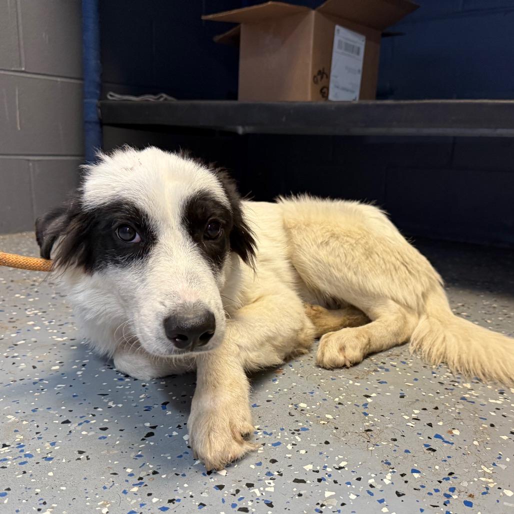 Enlarge Mort, a Adoptable Collie in Tuscaloosa, AL image 3/3