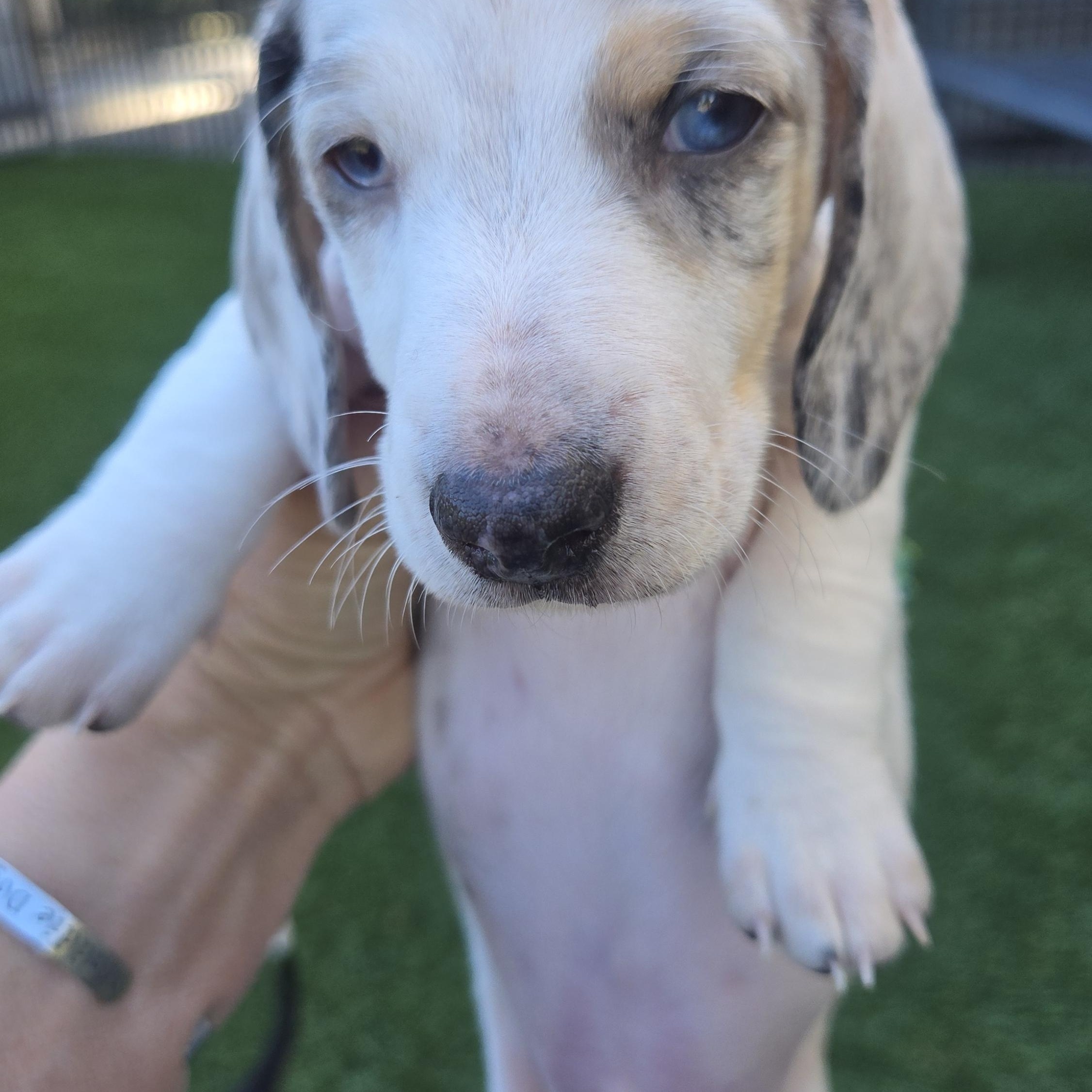 Enlarge Pip, a Adoptable Dachshund in Portland, OR image 1/2