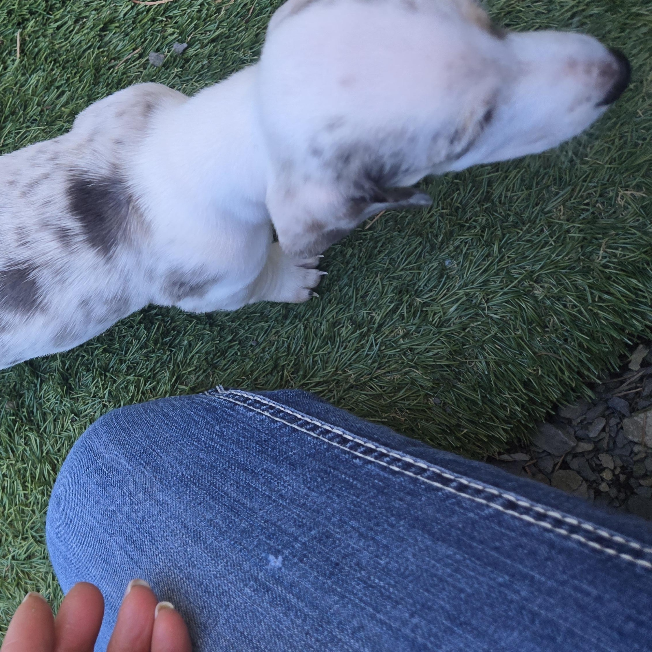 Enlarge Pip, a Adoptable Dachshund in Portland, OR image 2/2