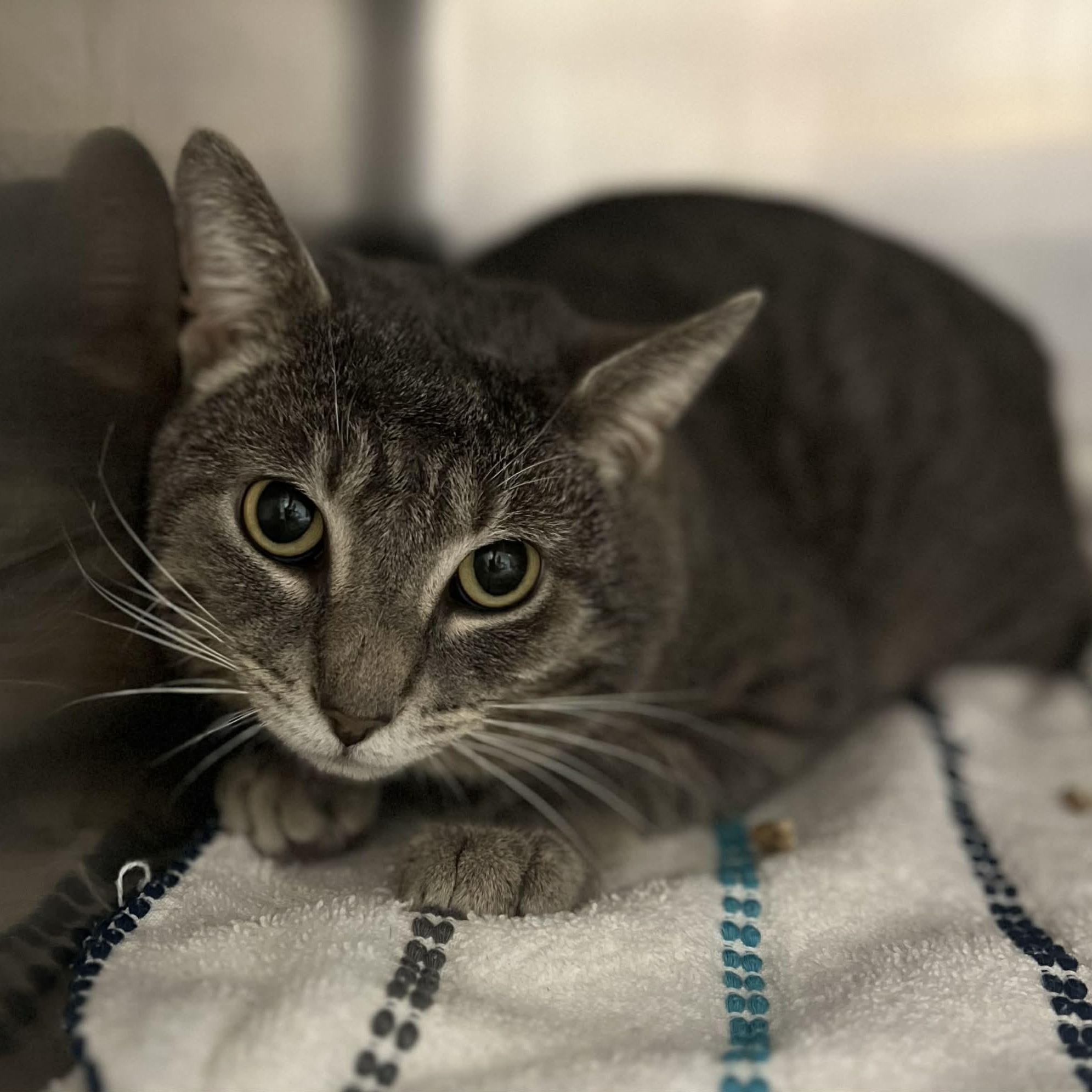 Enlarge Muffin, a ADOPTABLE Domestic Short Hair in Stanley, VA image 1/1