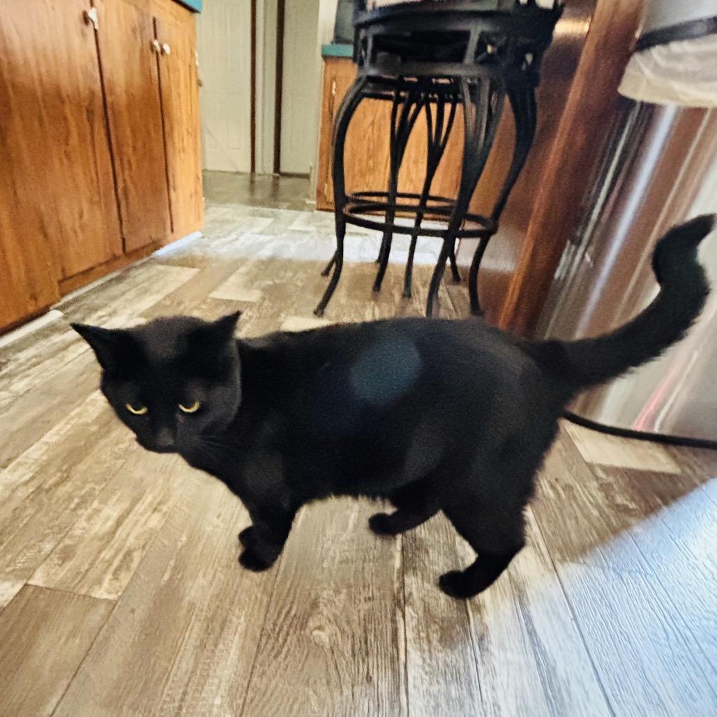 Enlarge Sara, a Adoptable American Shorthair in Aledo, TX image 2/4