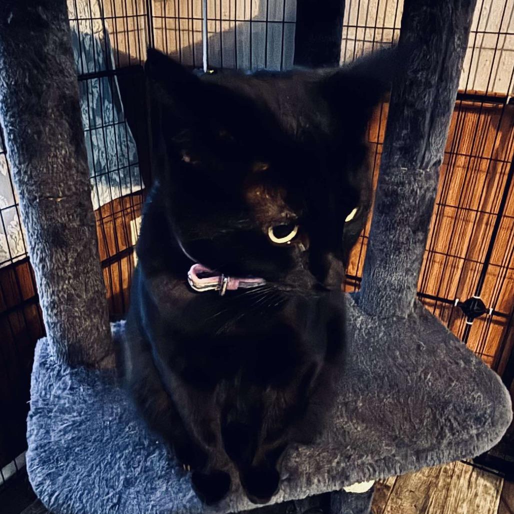 Enlarge Sara, a Adoptable American Shorthair in Aledo, TX image 4/4