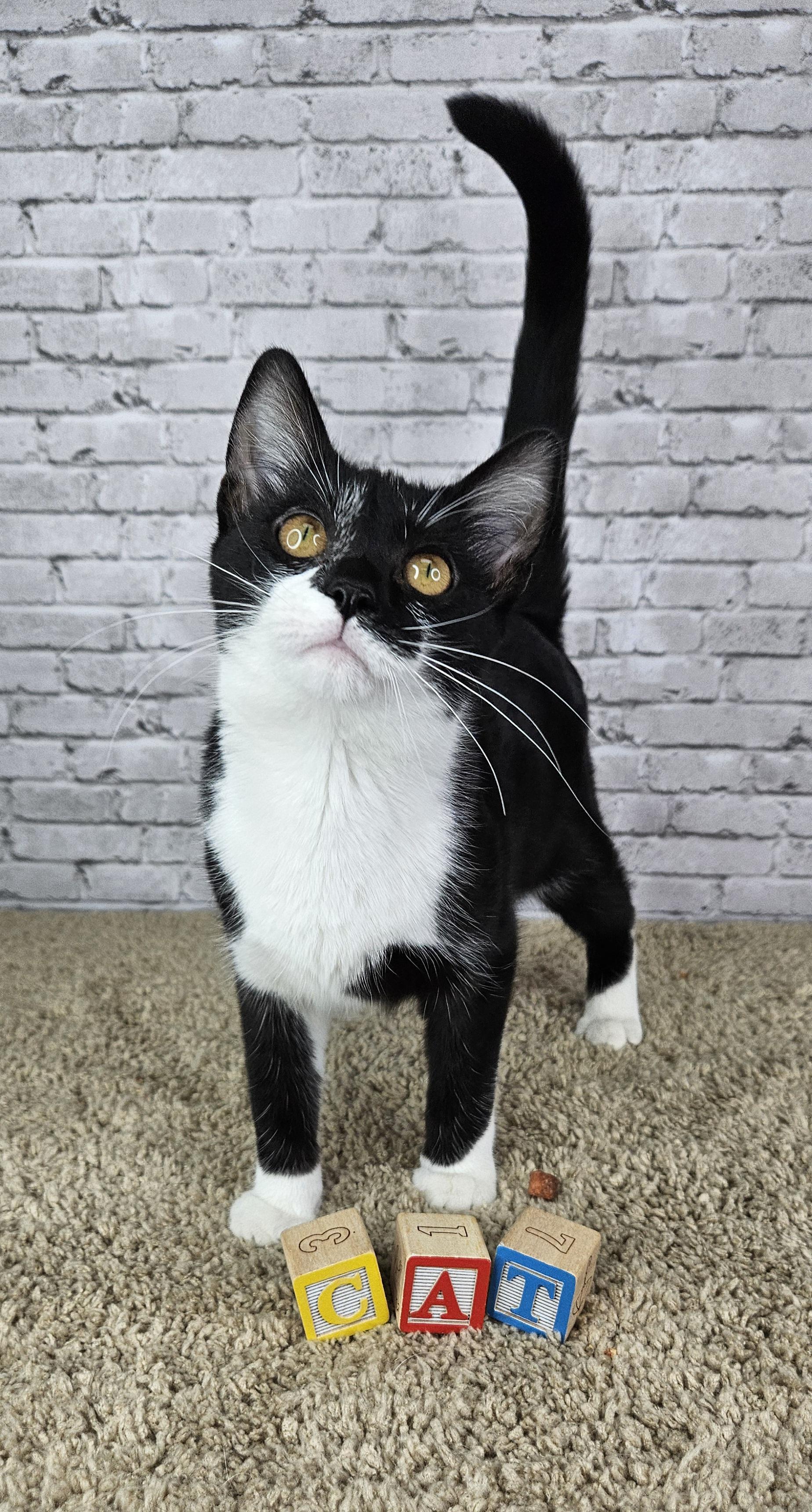 Enlarge Butterscotch, a Adoptable Domestic Short Hair in Ashland, KY image 1/1