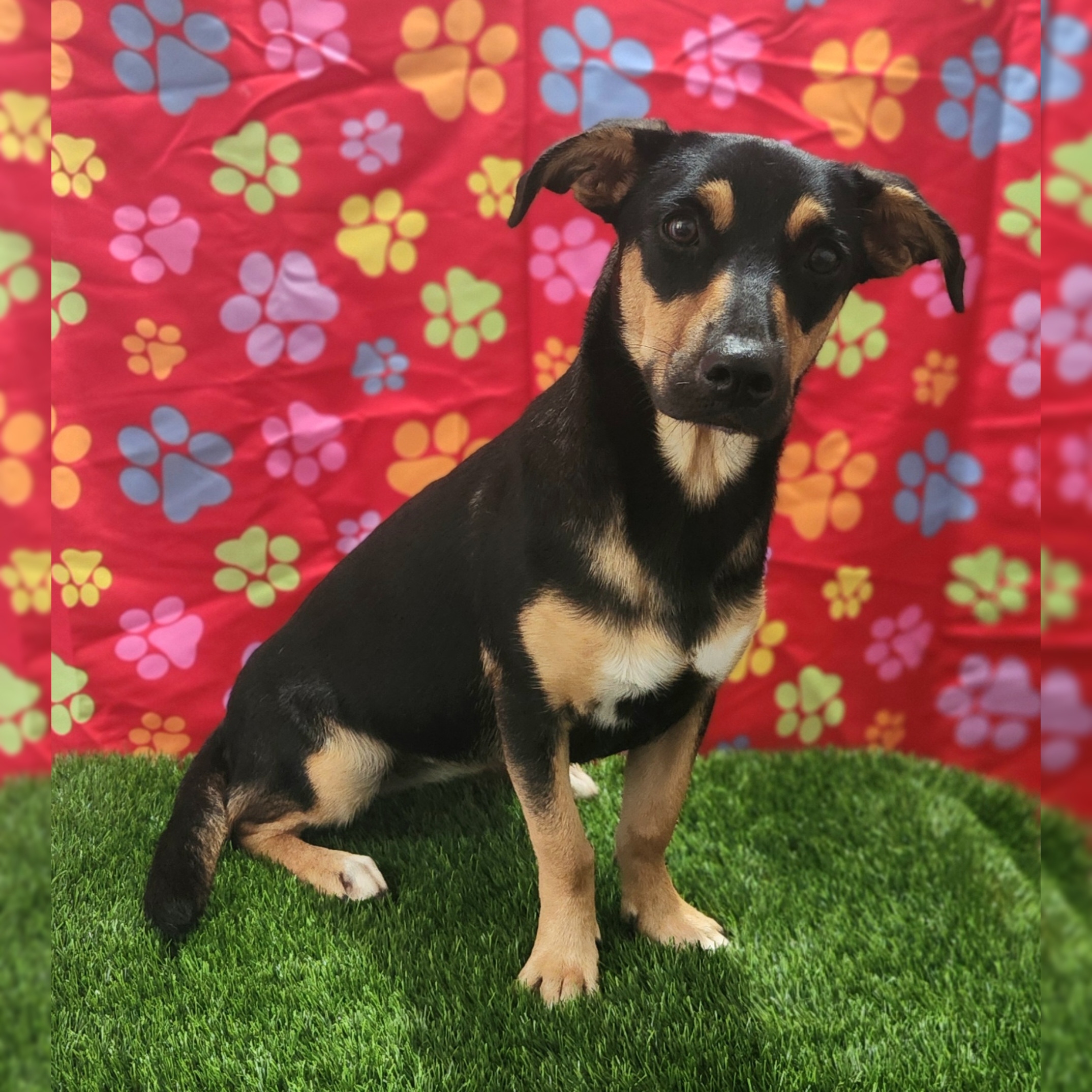 Dana, a Adoptable mixed breed in Barranquitas, PR image 1/2