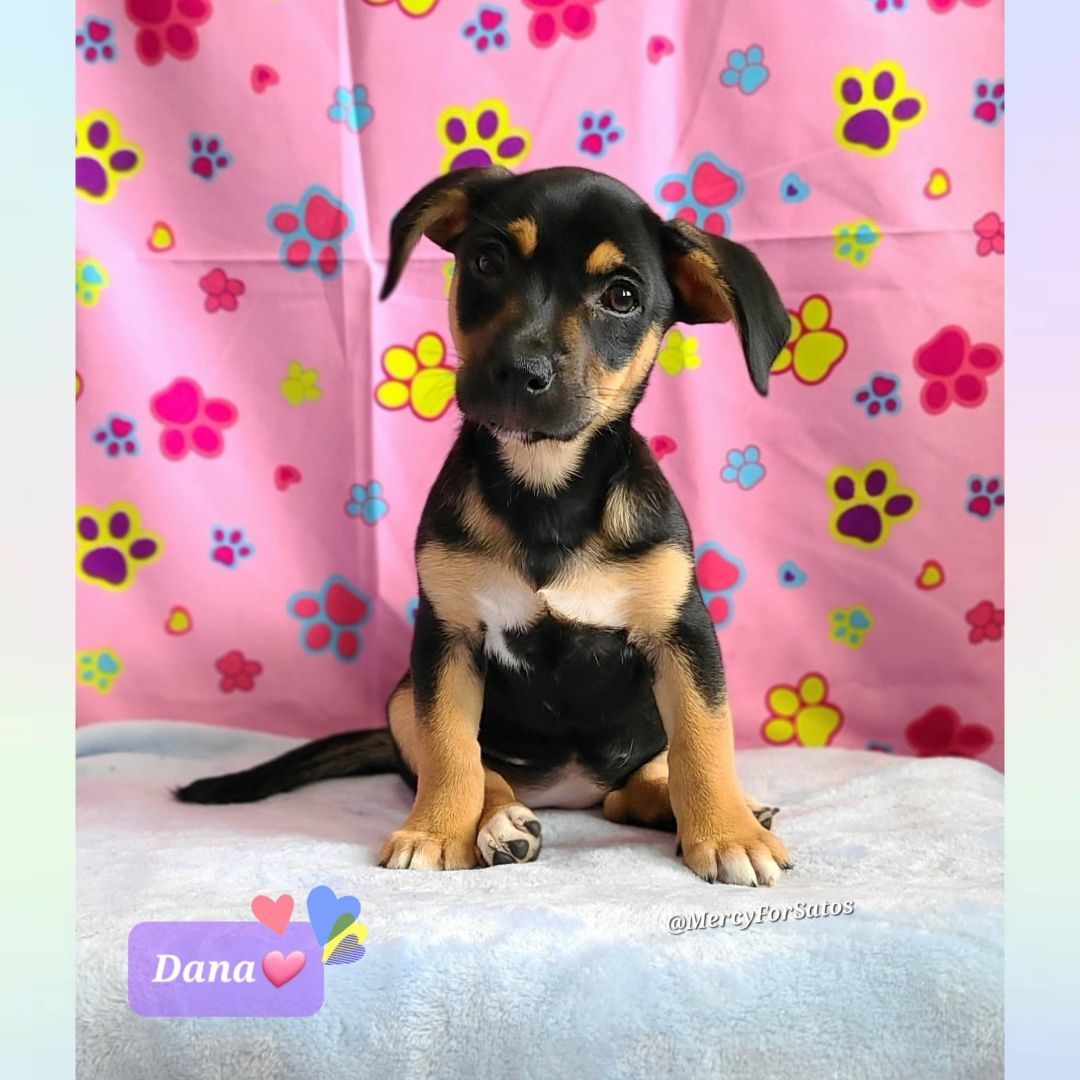 Dana, a Adoptable mixed breed in Barranquitas, PR image 2/2