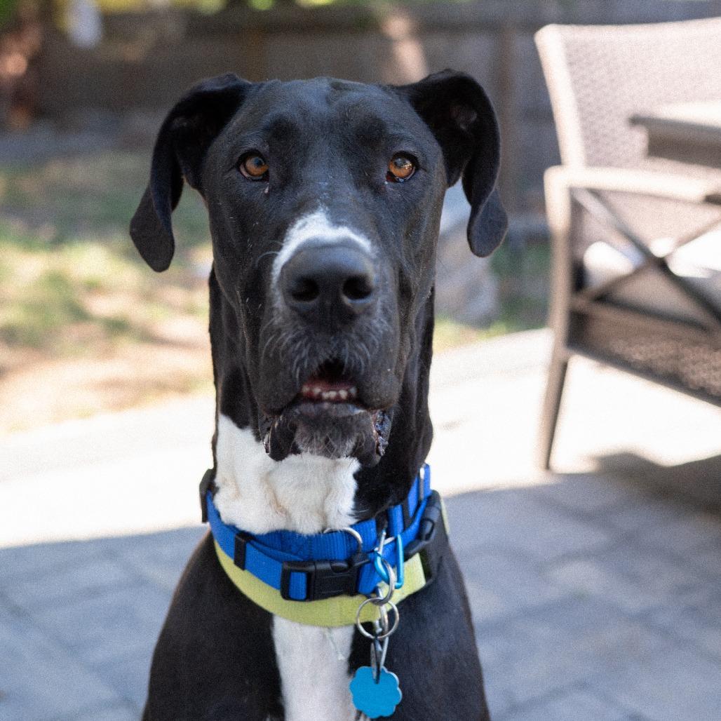 Pudding, Adoptable, Adult Female Great Dane.