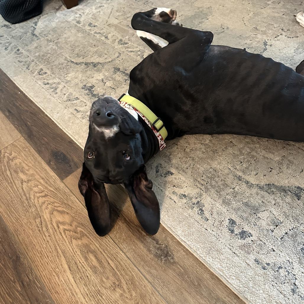 Enlarge Pudding, a Adoptable Great Dane in Brooklyn, NY image 2/6