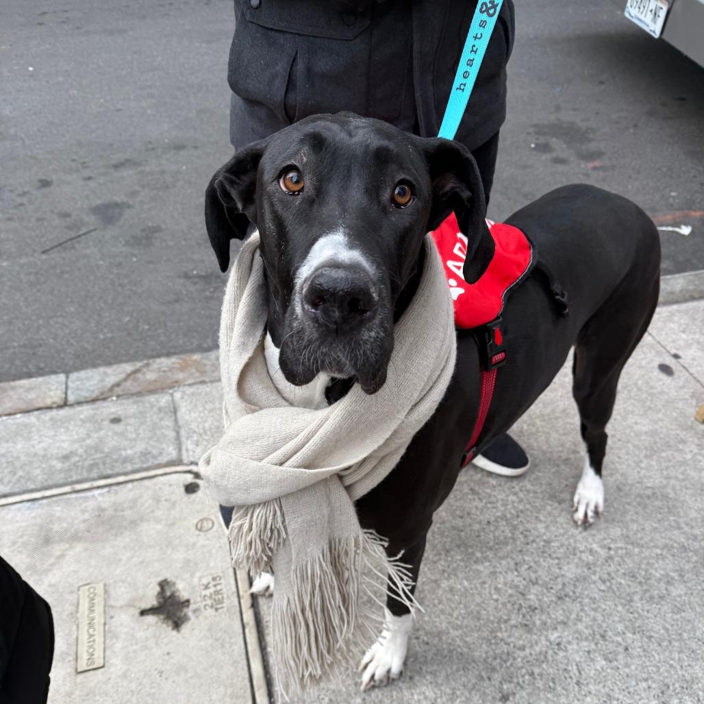 Enlarge Pudding, a Adoptable Great Dane in Brooklyn, NY image 3/6