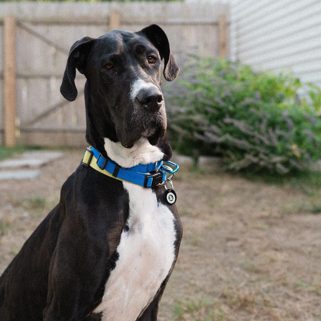 Enlarge Pudding, a Adoptable Great Dane in Brooklyn, NY image 4/6