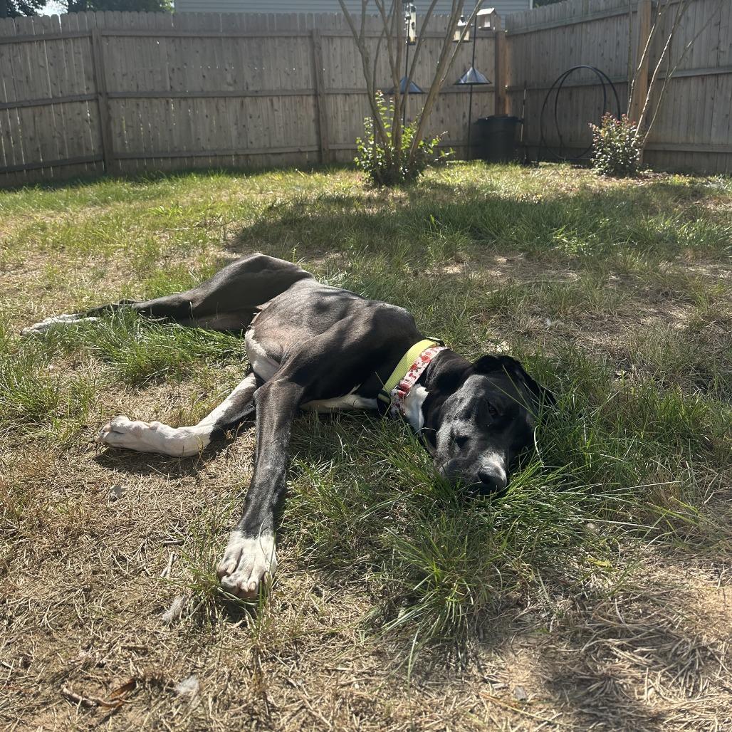 Enlarge Pudding, a Adoptable Great Dane in Brooklyn, NY image 5/6