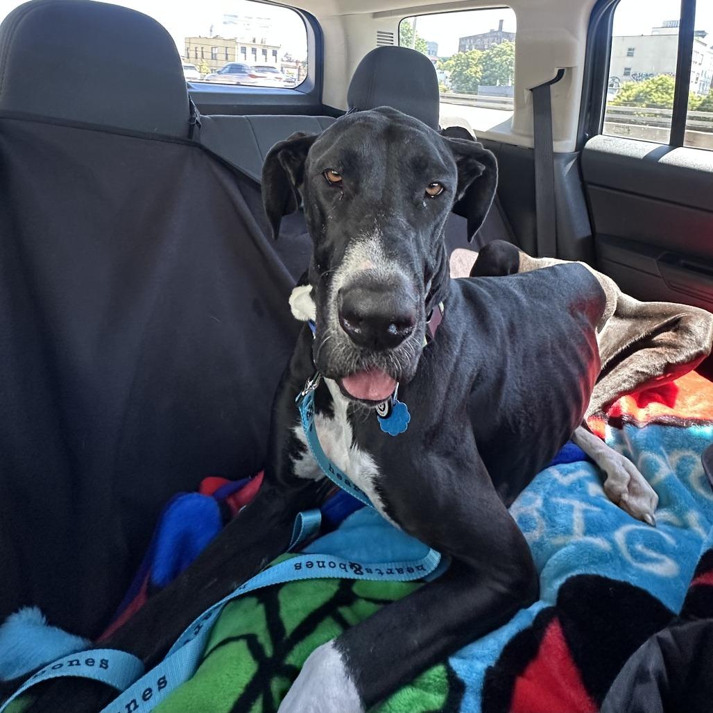 Enlarge Pudding, a Adoptable Great Dane in Brooklyn, NY image 6/6