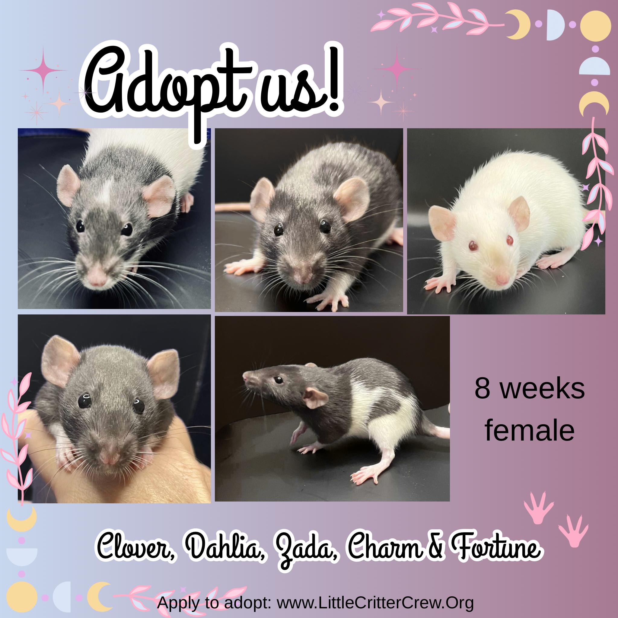 Clover, Charm, Fortune, Zada, Dahlia