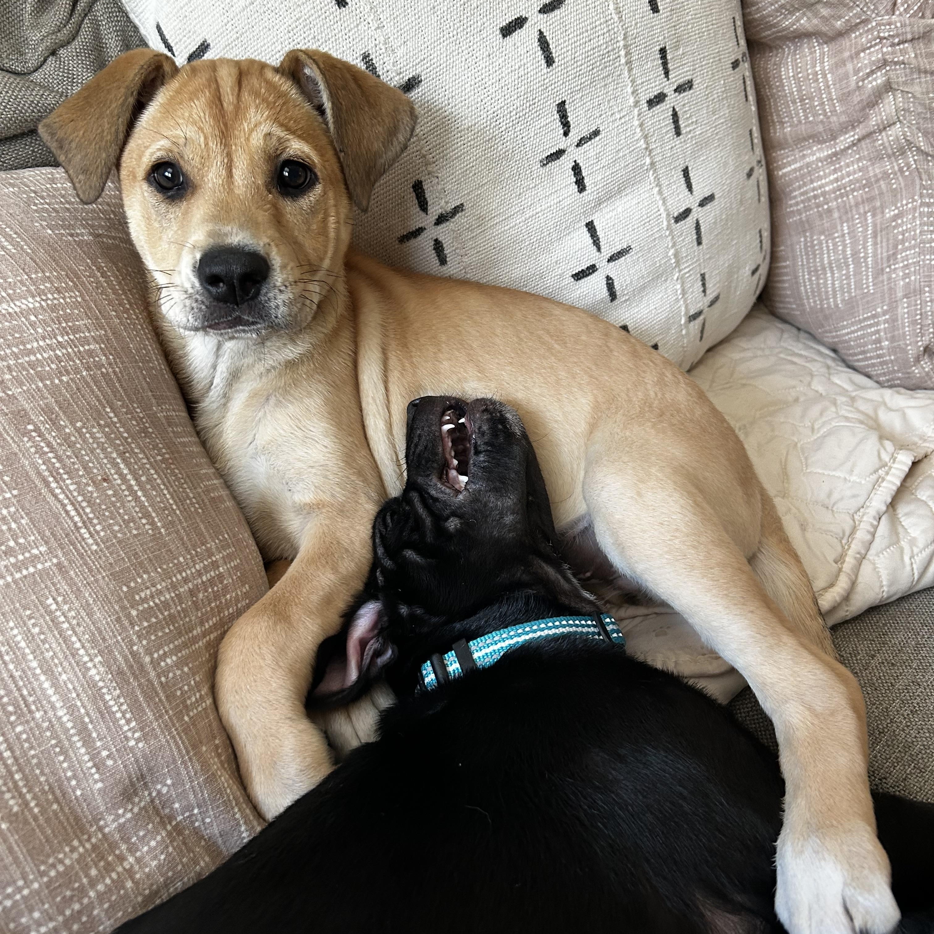 Enlarge Chili, a ADOPTABLE Mixed Breed in Mt Pleasant, SC image 5/6