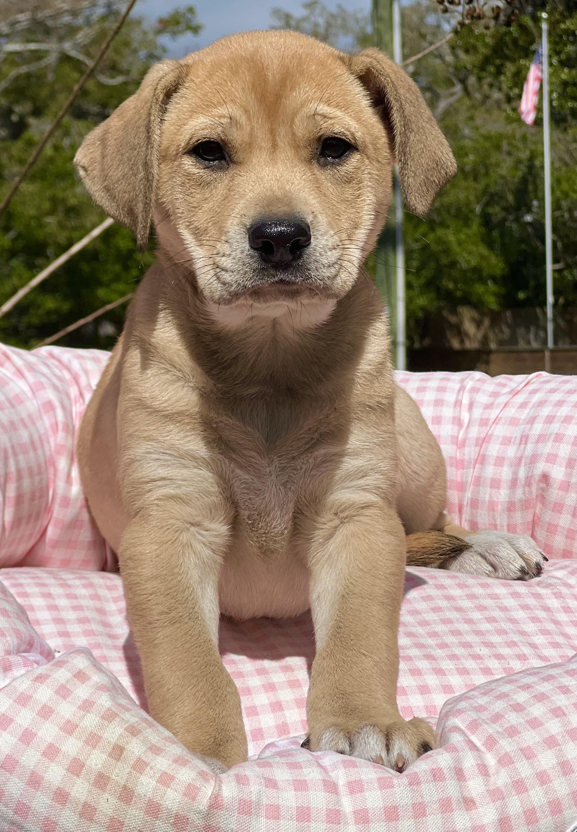 Chilli, ADOPTABLE, Puppy Female Mixed Breed.