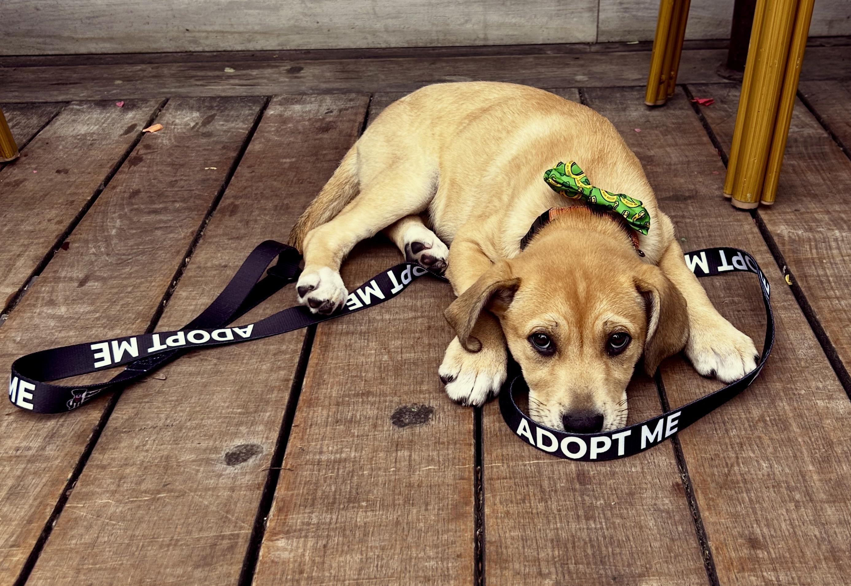 Enlarge Chili, a ADOPTABLE Mixed Breed in Mt Pleasant, SC image 6/6